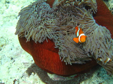Nemo 2
